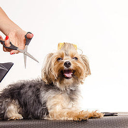 How to be a dog groomer: 6 steps to get started