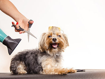 How to be a dog groomer: 6 steps to get started