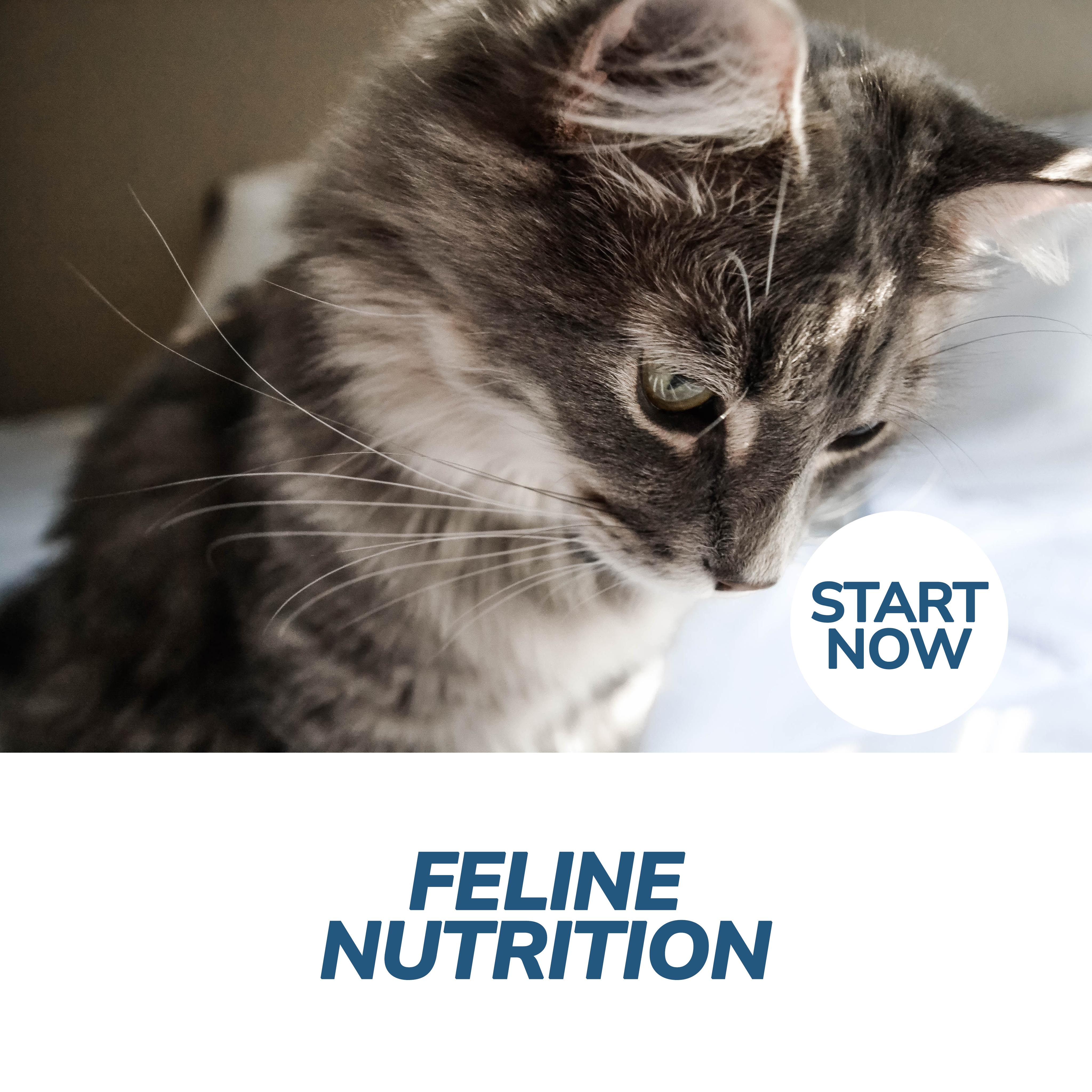 Feline Nutrition Certification Course Online Courses For Success