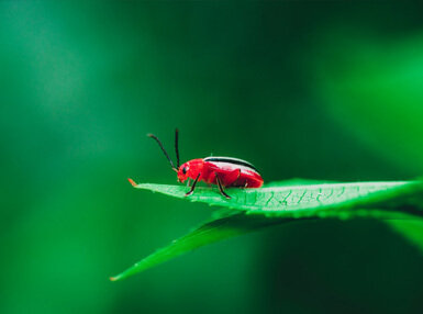 Entomology Course