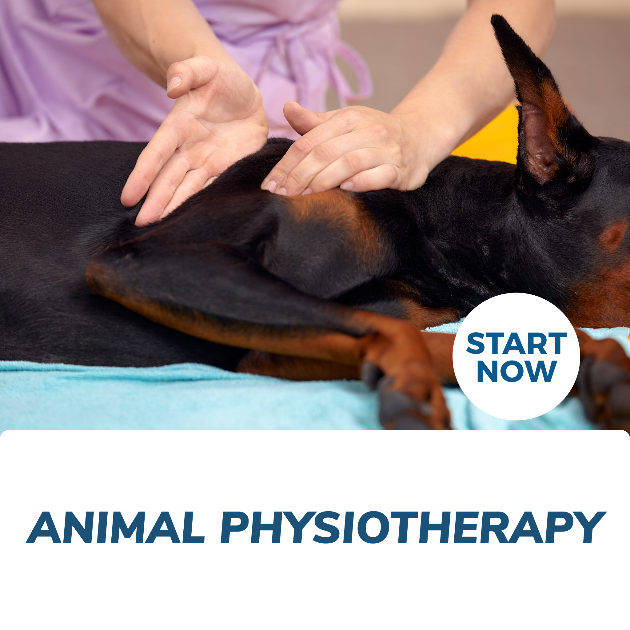 Canine physiotherapy best sale near me