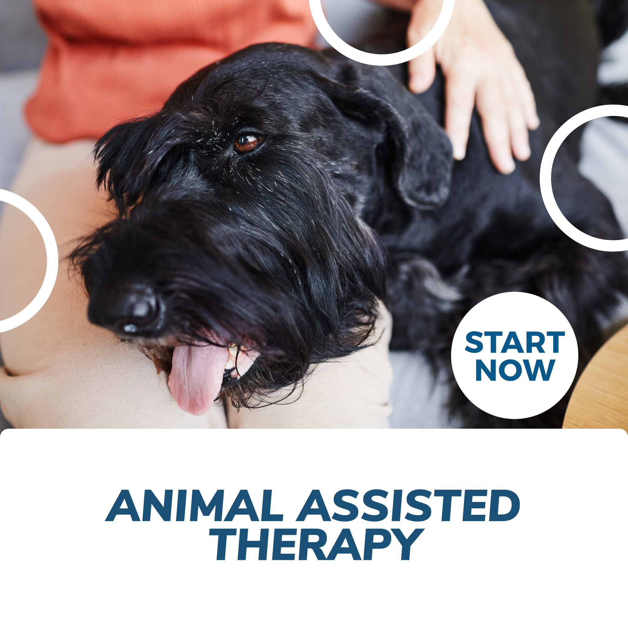 Therapy dog 2024 certification online