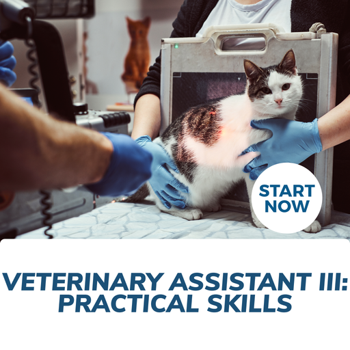 Animal Physiotherapy Training Course Online — Courses For Success