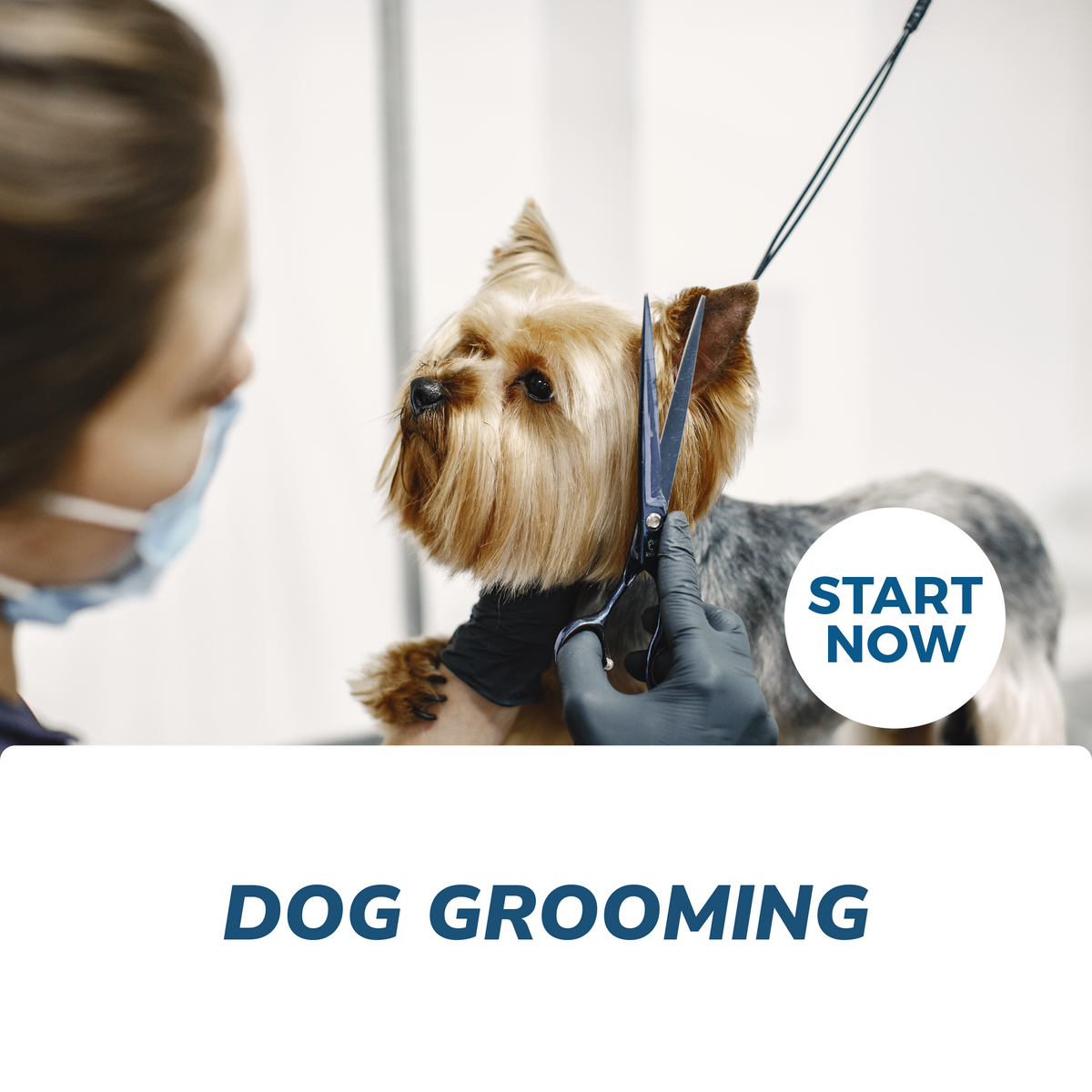 Best Dog Grooming & Cleaning Supplies in Kenya